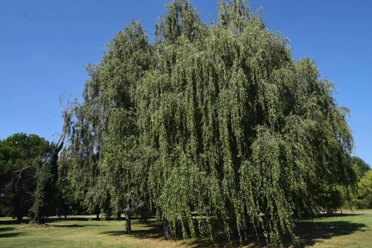 Al Salice Tranquillita Nel Verde Via Amendola 24 Leilighet Busto Arsizio Eksteriør bilde